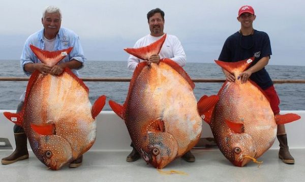 opah-warm-blooded-fish