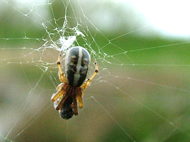 harriet spider