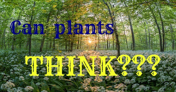 can plants think?