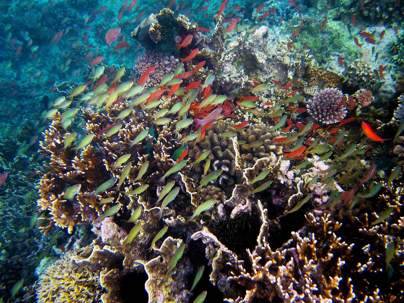 Colorful marine life in the Verde Island Passage Photo credit: NBC News-Rich Mooi/California Academy of Sciences