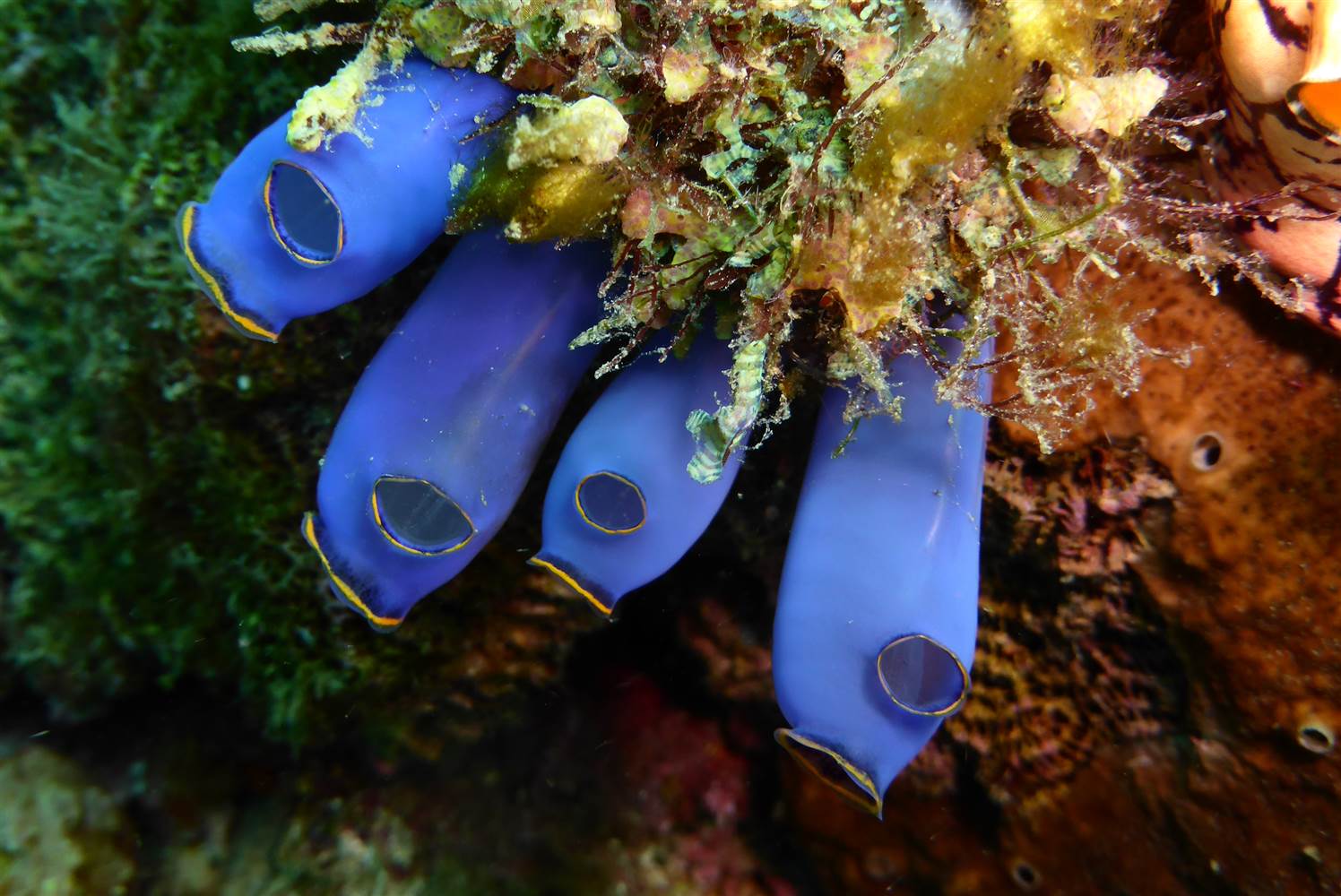 Brilliant blue sea squirts (Tonicates) Photo credit: NBC News-Gary Williams/California Academy of Sciences