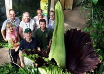 Giant Rare Flower that Smells like a Rotten Meat Blooms after 10 Year Wait