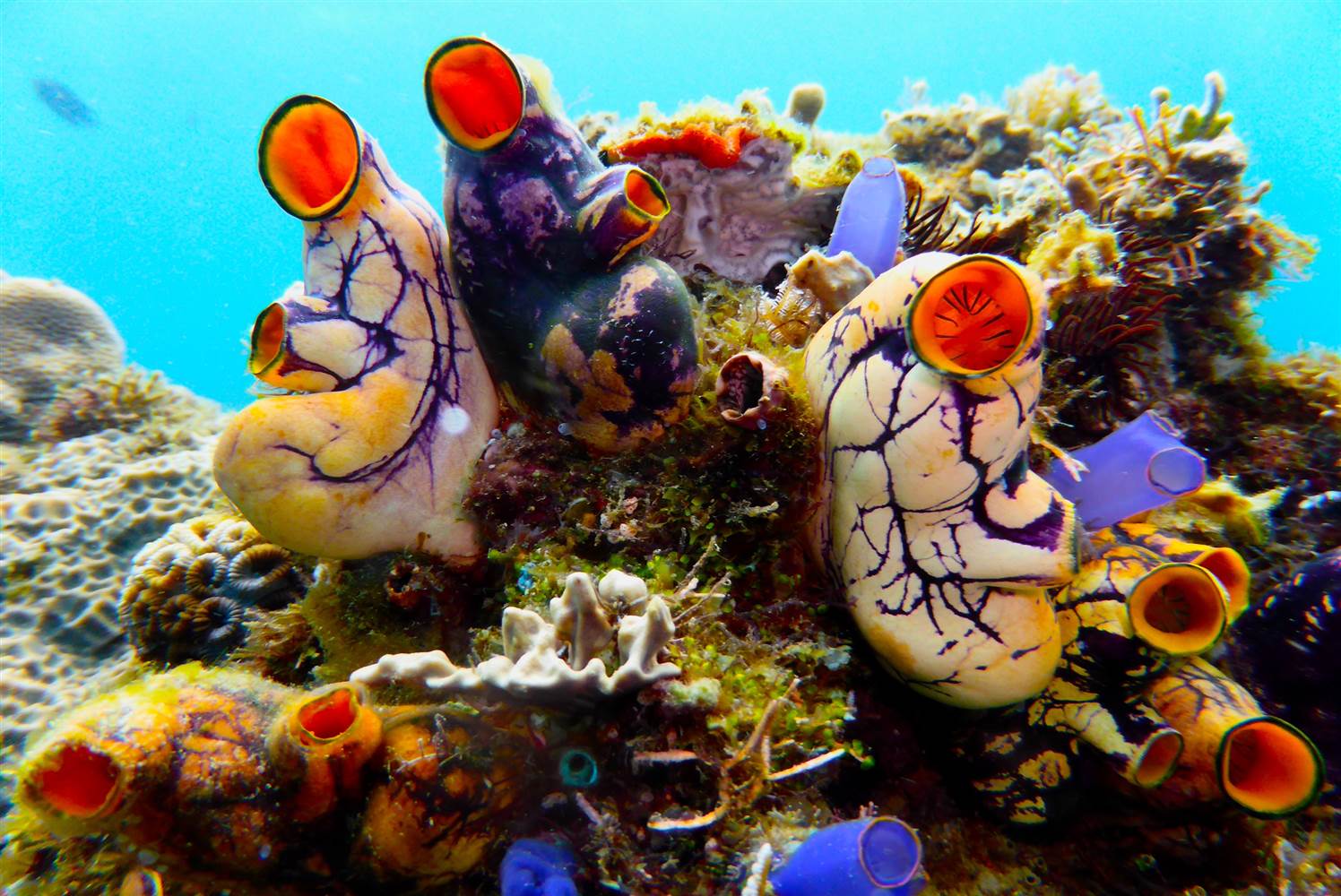 Colorful sea squirts (Tonicates) Photo credit: NBC News-Gary Williams/California Academy of Sciences