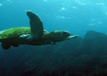 Researchers Say Sea Turtles Are Unafraid of Shark Attacks