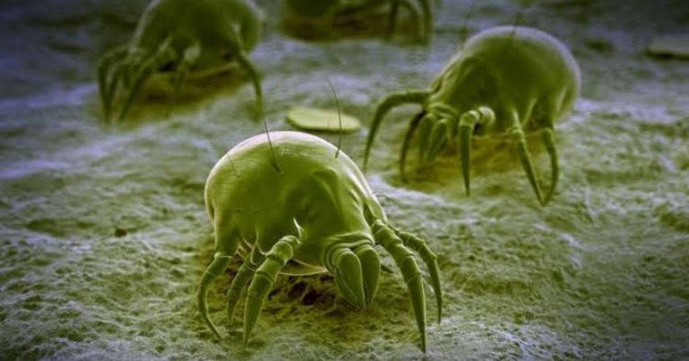 dust mites in your bedsheets