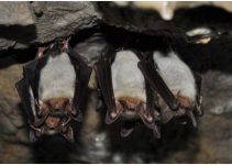 Scientists Discover that Vampire Bats Share a Drink with Friends, But Not with Strangers