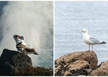 Albatrosses are Monogamous, But ‘Divorce’ Rates Increase in Harsh Environmental Conditions